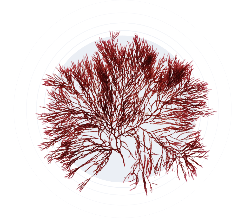 Iberagar Seaweed specialist
